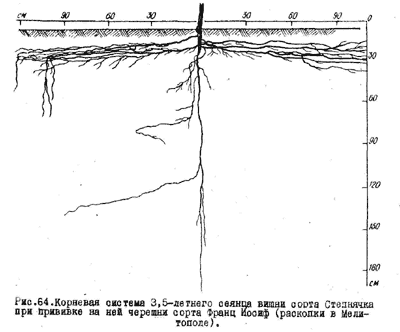 Схема корневой системы вишни