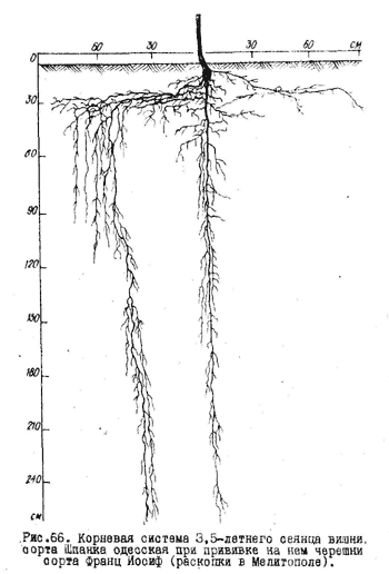 Корневая система рябины схема