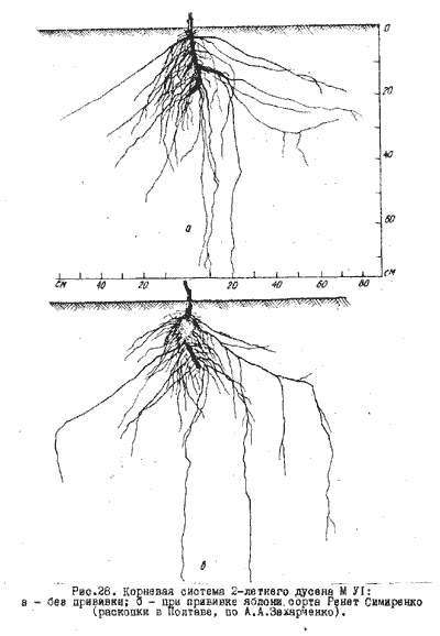 Корневая система шелковицы схема