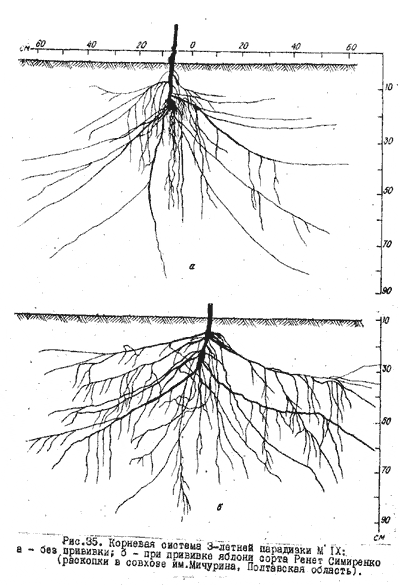 Корневая система яблони глубина схема фото