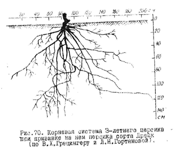 Корневая система яблони глубина схема фото